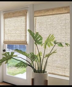 a potted plant sitting next to a window with blinds on the windowsills