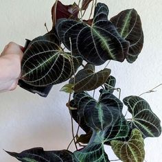 Lisa on Instagram: "My out of control Dioscorea Discolor. She woke up this spring and started to grow rapidly. She wrapped herself around a few of my other plants and started to climb up the shelf. She had to be stopped, so I'm buying a trellis that she can have all for herself. . . . . . . . . . . . . #dioscorea #dioscoreadiscolor #plantstagram #plantsmakepeoplehappy #tropicalplants #foliage #plantparenthood #plantparent #plantlady #plantlover #indoorjungle" Dioscorea Discolor, Indoor Garden Rooms, Wishlist Plants, Jewel Orchid, Plant Wishlist, Jungle House, Plant Room, Gothic Garden, Plant Parent