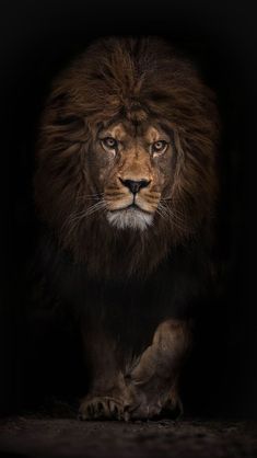 a lion walking in the dark with its eyes open