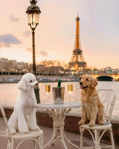 two dogs sitting at an outdoor table with champagne in front of the eiffel tower