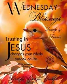 a bird sitting on top of a tree branch with the words, wednesday blessings