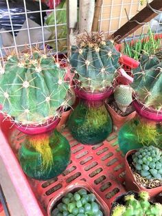 several cactus plants are in small pots on a red tray, with other cacti and succulents