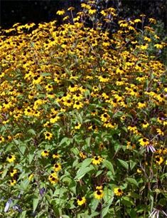 yellow flowers growing in the middle of a field