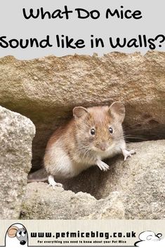 a mouse sitting on top of a rock with the words what do mice sound like in walls?