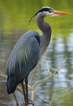 a large bird standing on top of a tree branch next to the water's edge