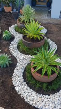 some plants and rocks are in the middle of a garden area with gravel on the ground