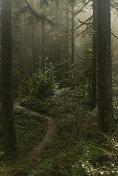 a path in the middle of a forest surrounded by tall trees