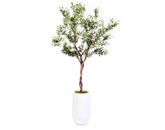 an olive tree in a white vase on a white background