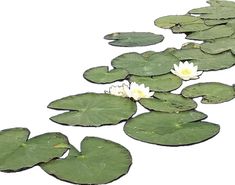 white water lilies floating on top of green leaves