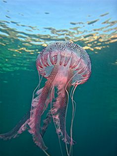 a pink jellyfish swimming in the ocean