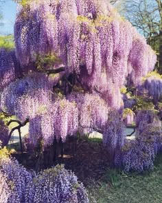 Wisteria Trees, Wisteria Tree, Purple Wisteria, Pretty Trees, Plant Aesthetic