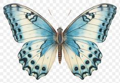 a blue and white butterfly on a transparent background