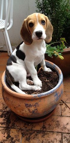 a beagle puppy sitting in a potted plant