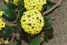 yellow flowers with green leaves on the ground