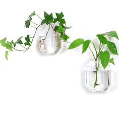 two glass vases with plants in them on a white surface, one is filled with water and the other has green leaves