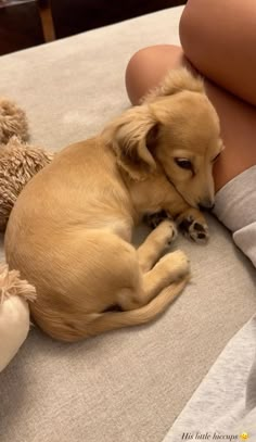 a small brown dog laying on top of a bed next to a stuffed animal