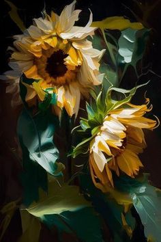 two yellow sunflowers with green leaves on a black background