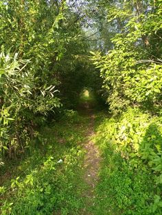 a path in the woods with lots of trees and bushes on both sides, leading to an area where there is no one