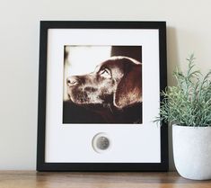 a black and white photo of a dog on a shelf next to a potted plant