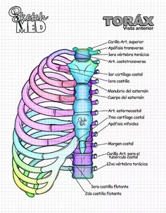 the anatomy of the human ribcage and its major functions, including the ribs