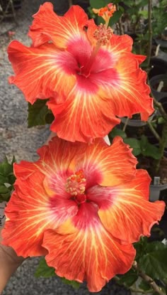 two orange and red flowers in a garden