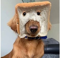 a dog wearing a toaster on its head