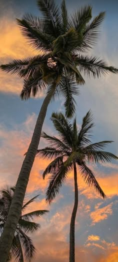 two palm trees with the sun setting in the background