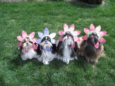 four small dogs are dressed up in flower decorations on their heads and tails for the camera