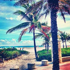 palm trees on the beach with people in the water