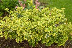 a bush with yellow and green leaves in the grass