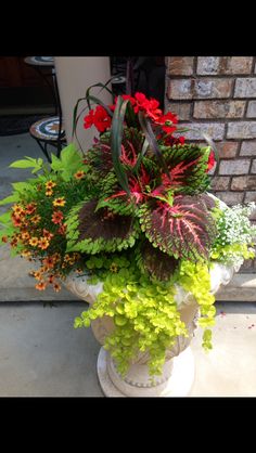 a potted plant with red flowers and green leaves on the side of a building