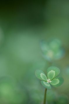 three leaf clovers are growing in the grass