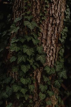 ivy growing up the side of a tree trunk