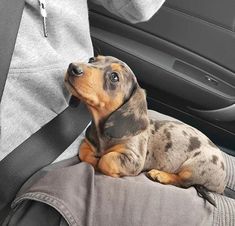 a dachshund puppy sitting in the back seat of a car