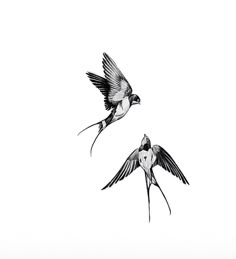 two black and white birds flying in the sky