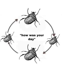 four bugs in a circle with the words how was your day written on each one