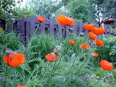 some orange flowers are in the grass by a fence