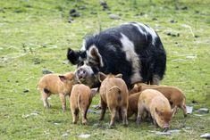 a pig and her baby pigs in a field