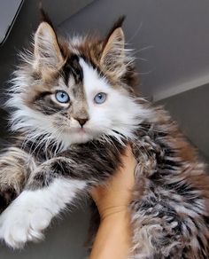 a fluffy cat with blue eyes sitting on the arm of someone's hand