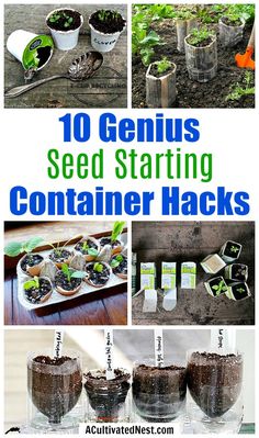 10 genius seed starting container hacks that are easy to grow and so much fun