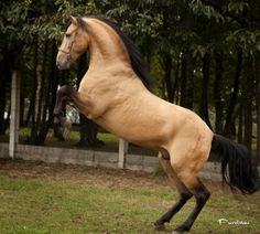 a brown horse standing on its hind legs