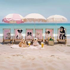 four dogs sitting under umbrellas on the beach with drinks and beverages in front of them