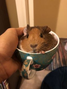 a person holding a cup with a hamster in it's lap and looking at the camera