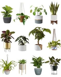 a bunch of potted plants hanging from hooks on the wall in different shapes and sizes