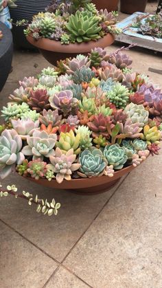 several potted plants sitting on the ground next to each other