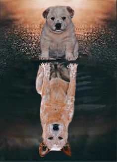 a dog is reflected in the water with its reflection on it's body and head