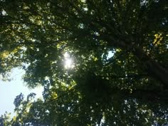 the sun shines brightly through the leaves of a large tree in front of blue sky