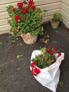 two potted plants sitting on the ground next to each other in front of a house