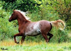 a brown and white horse is running through the grass with trees in the back ground