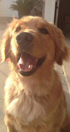 a close up of a dog sitting on the ground with its mouth open and it's tongue out